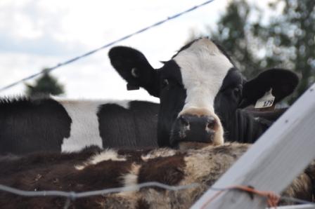 Benign cow Photo of cow